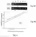 Fig. 04 - Use of relaxin for stimulating the development of activated human T cells into TH1-like effectors