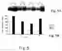 Fig. 05 - Use of relaxin for stimulating the development of activated human T cells into TH1-like effectors