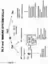 Fig. 06 - Use of relaxin for stimulating the development of activated human T cells into TH1-like effectors