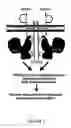 Fig. 02 - TREM-1 splice variant for use in modifying immune responses