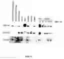 Fig. 03 - Method for screening transcriptional coregulatory proteins of transcription factors, and androgen receptor transcriptional coregulatory proteins as targets for androgen receptor-dependent diseases