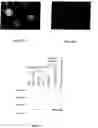 Fig. 04 - Method for screening transcriptional coregulatory proteins of transcription factors, and androgen receptor transcriptional coregulatory proteins as targets for androgen receptor-dependent diseases