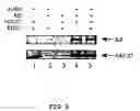 Fig. 05 - Method for screening transcriptional coregulatory proteins of transcription factors, and androgen receptor transcriptional coregulatory proteins as targets for androgen receptor-dependent diseases