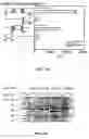 Fig. 09 - Method for screening transcriptional coregulatory proteins of transcription factors, and androgen receptor transcriptional coregulatory proteins as targets for androgen receptor-dependent diseases