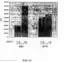 Fig. 12 - Method for screening transcriptional coregulatory proteins of transcription factors, and androgen receptor transcriptional coregulatory proteins as targets for androgen receptor-dependent diseases