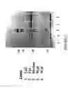 Fig. 03 - Antibody recognizing a small subset of human hematopoietic cells