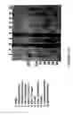 Fig. 11 - Antibody recognizing a small subset of human hematopoietic cells