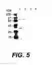 Fig. 06 - Collagen-binding proteins from enterococcal bacteria
