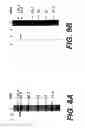 Fig. 09 - Collagen-binding proteins from enterococcal bacteria
