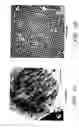 Fig. 03 - Assays for assembly of Ebola virus nucleocapsids