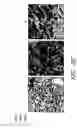 Fig. 06 - Assays for assembly of Ebola virus nucleocapsids