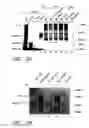 Fig. 07 - Assays for assembly of Ebola virus nucleocapsids