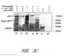 Fig. 08 - Assays for assembly of Ebola virus nucleocapsids