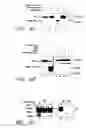 Fig. 09 - Assays for assembly of Ebola virus nucleocapsids