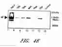 Fig. 11 - Assays for assembly of Ebola virus nucleocapsids
