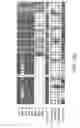 Fig. 14 - Assays for assembly of Ebola virus nucleocapsids