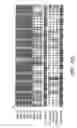 Fig. 16 - Assays for assembly of Ebola virus nucleocapsids