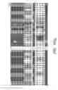 Fig. 23 - Assays for assembly of Ebola virus nucleocapsids