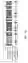 Fig. 30 - Assays for assembly of Ebola virus nucleocapsids