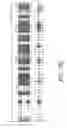 Fig. 34 - Assays for assembly of Ebola virus nucleocapsids