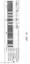 Fig. 40 - Assays for assembly of Ebola virus nucleocapsids