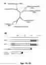 Fig. 02 - Methods and compositions for the identification of anti-poxvirus agents