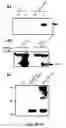 Fig. 07 - Methods and compositions for the identification of anti-poxvirus agents