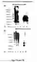 Fig. 08 - Methods and compositions for the identification of anti-poxvirus agents