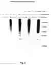 Fig. 09 - Methods and compositions for the identification of anti-poxvirus agents