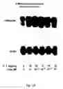 Fig. 17 - Soft tissue implants and anti-scarring agents