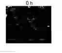 Fig. 01 - Method for forming ultrafine particle brittle material at low temperature and ultrafine particle brittle material for use therein