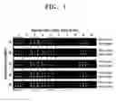 Fig. 02 - Method for noncovalently immobilizing a biomolecule on a solid substrate and microarray produced according to the method