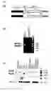 Fig. 02 - Splice variant of MyD88 and uses thereof