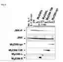 Fig. 07 - Splice variant of MyD88 and uses thereof