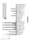 Fig. 09 - Periplasmic expression of antibodies using a single signal sequence