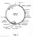 Fig. 08 - Methods for producing heterologous polypeptides in trichothecene-deficient filamentous fungal mutant cells