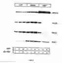 Fig. 09 - Process for preparing purified S-BEL and R-BEL and compositions thereof