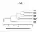 Fig. 02 - Anti-TECK antibodies and methods of use therefor