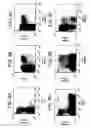 Fig. 08 - Anti-TECK antibodies and methods of use therefor