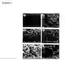 Fig. 02 - Self-assembling peptides incorporating modifications and methods of use thereof