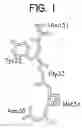 Fig. 02 - Crystal structures of anti-factor IX Fab fragments and methods of use for peptidomimetic design