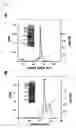 Fig. 02 - Venom-derived vascular endothelial growth factor-like protein having binding activity specific to vascular endothelial growth factor receptor type 2 and use thereof