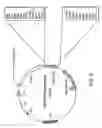 Fig. 09 - Progenitor cell preservation factors and methods for and products of their use