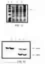 Fig. 12 - Progenitor cell preservation factors and methods for and products of their use