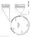 Fig. 28 - Progenitor cell preservation factors and methods for and products of their use