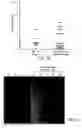 Fig. 35 - Progenitor cell preservation factors and methods for and products of their use