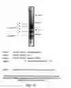 Fig. 43 - Progenitor cell preservation factors and methods for and products of their use
