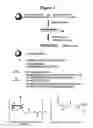 Fig. 02 - RNA interference mediated inhibition of interleukin and interleukin receptor gene expression using short interfering nucleic acid (SINA)