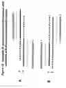 Fig. 20 - RNA interference mediated inhibition of interleukin and interleukin receptor gene expression using short interfering nucleic acid (SINA)