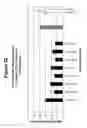 Fig. 26 - RNA interference mediated inhibition of interleukin and interleukin receptor gene expression using short interfering nucleic acid (SINA)